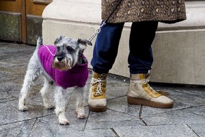 Paaiškino, kodėl šunims reikalingi drabužiai ir kokiai temperatūrai esant juos reikia aprengti