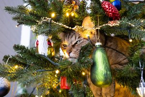 Patarimai, kaip apsaugoti Kalėdų eglutę nuo katės