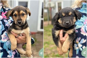 2 mėn. mažyliai ieško namų: įspėja – darbo bus daug