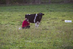 Pieno supirkimo kaina auga ir toliau – beveik pasivijo rekordinę ribą
