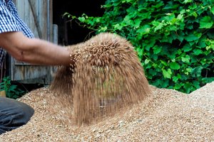 Vyriausybė nutarė nuo kitų metų įsteigti žemės ūkio atašė pareigybę Lietuvos ambasadoje Italijoje