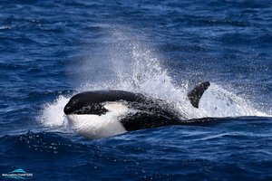 Prancūzijos jūrų parkas bus uždarytas dėl įstatymo, draudžiančio orkų pasirodymus