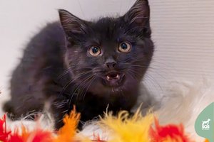 Vos 2 mėn. katytę išmetė į gatvę: ieško žmonių, kurie niekada nebeišduos