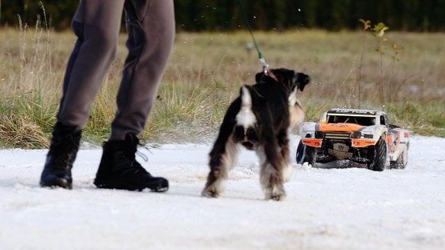 Lietuva žengia į priekį šunų dresūroje: pristatytos radijo bangomis valdomos mašinėlės