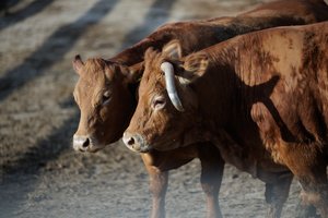 Lietuvos ūkininkus įspėja dėl kaimynystėje patvirtintos ligos protrūkio: „Tai labai neraminančios žinios“