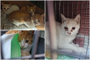 Visko mačiusius gyvūnų gelbėtojus sukrėtė trijų katinėlių istorija –  išbadėjusius ir ligotus išmetė į gatvę mirti