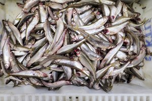 Dėl stintų net valandą laukė eilėje – pirmąsias žuvis šluoja bematant