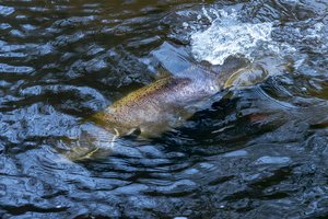 Kaip žiemoja žuvys: vienos keičia formą ir spalvą, kitos – tarsi įminga