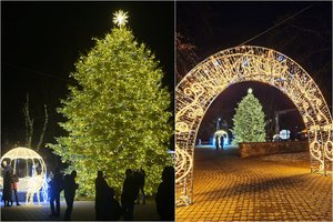 Zarasuose įžiebta natūrali Kalėdų eglė suspindo auksu