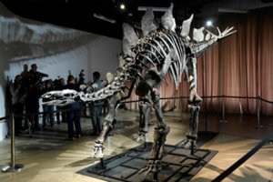 Viešai eksponuojamas brangiausiai pasaulyje parduotas dinozauro skeletas
