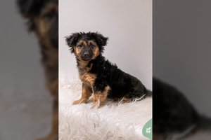 3 mėn. trumpakojis garbanius – garsus, smalsus ir narsus: laukia mylinčių žmonių