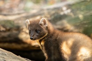 I. Hofmanas kritikuoja kailinių žvėrelių fermų draudimą: visa tai grįsta emocijomis