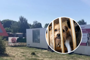 Klaipėdos rajone – kraupi nelaimė: užsidegė vagonėlis prieglaudoje, žuvo ir dalis gyvūnų