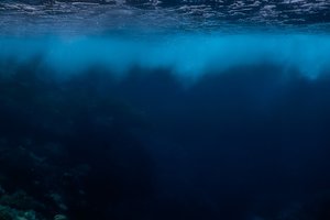 Vandenyno gelmėse aptiko neįprastą ir mokslui iki šiol nežinotą plėšrūną