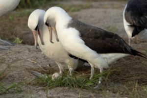 Vyriausia motina pasaulyje: 74-erių albatrosė vėl peri kiaušinį
