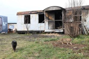 Prieš šventes – tragiškas gaisras gyvūnų prieglaudoje pražudė 8 gyvybes: ugniagesiai kelia kitą versiją, nei manyta iš pradžių