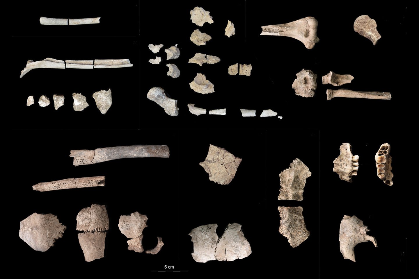 Kosenivka, stambesnių fragmentai iš žmogaus kaulų grupės.<br> „PLOS One“ iliustr.