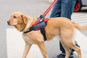 Iš kinologų – šuns vedlio parengimo paslaptys: aiškėja, kam atiteks pirmas Lietuvoje paruoštas keturkojis pagalbininkas