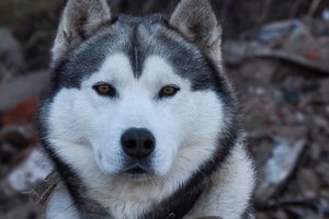 Išblėsus poros meilei – aršus mūšis dėl šuns: pasimėčius pinigais viskas staiga persikėlė į teismą