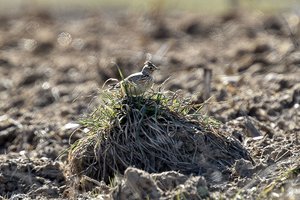 Nerimą kelianti žinia: Europoje drastiškai mažėja laukinių paukščių