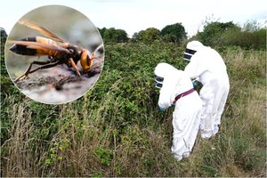 Europoje – dar viena pavojinga „širšių žudikių“ rūšis: entomologas atsakė, ar jos gali pasiekti ir Lietuvą