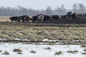 Savitarpio pagalbos fondai: poreikis – didelis, patirties – dar nėra