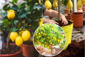 Iš tikrųjų citriną ant palangės auginti gana paprasta: štai kas svarbiausia 