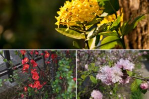 Augalai, kuriems nereikia specialios dirvos, augs bet kokioje: išsisaugokite šį sąrašą – papuošite savo kiemą