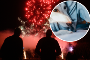 Naujieji metai – šunų košmaras: ekspertai atskleidžia, kaip augintiniui įveikti fejerverkų baimę