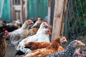 JAV nustatytas pirmasis žmogaus susirgimo sunkia paukščių gripo forma atvejis