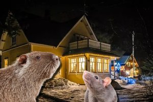 Žiemą apsaugoti vasarnamį nuo graužikų ir pelėsio įmanoma – išbandyta: keli visai paprasti dalykai 