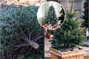 Byrantys spygliai nuo eglės – namų košmaras: augintojas paaiškino, kaip atpažinti, kad ji nukirsta ne vakar