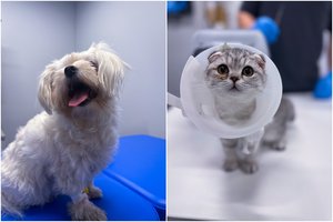 TOP 4 patarimai šeimininkams. Ką daryti, kad šventės jūsų augintiniams netaptų tragedija?