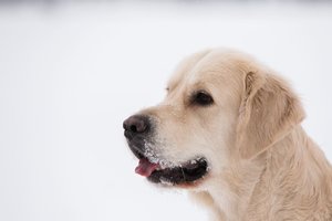 Šventėms artėjant šunų mylėtojai kviečiami į tarptautinę parodą: atvyks net 1500 tūkst. keturkojų