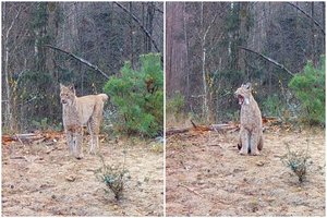 Vaizdo kameros užfiksavo tikrą miškų karalienę: „Paliko ženklą, kas šių valdų šeimininkas“