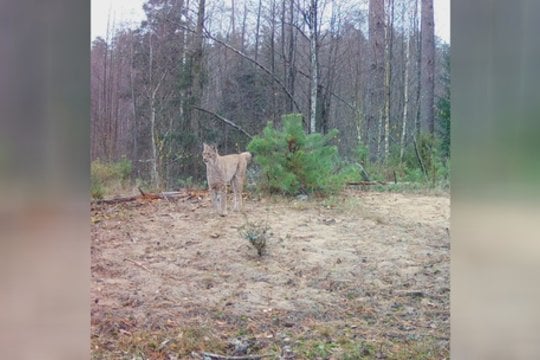 Pasigrožėkite: užfiksavo tikrą miško karalienę – lūšį