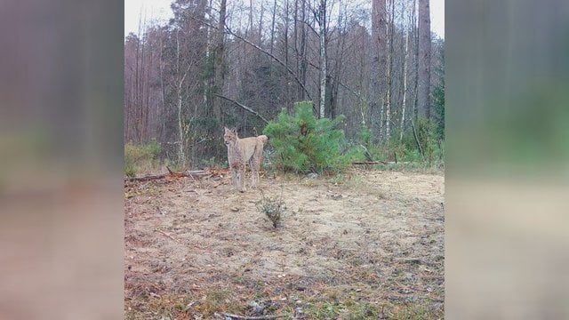 Pasigrožėkite: užfiksavo tikrą miško karalienę – lūšį