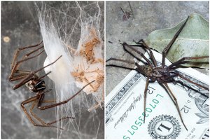 Šie gigantai gyvena visai šalia mūsų: įvardino, kur mėgsta slėptis ir ar reikėtų jų baimintis