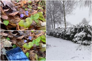 Dalį Lietuvos dengiant sniegui, viename šalies krašte jau žydi žibutės