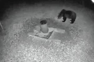 Kupiškio r. miškuose – jau vietine vadinama meška: mano, kad ieškosi vietos žiemojimui