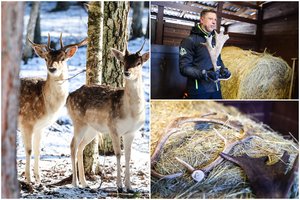 Šeimos žaizdos drasko populiarų perlinių danielių parką: konflikte – visos Lietuvos institucijos