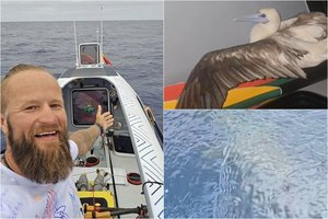 A. Mockaus „palyda“ Ramiajame vandenyne – žuvis vagiantis paukštis ir valtį lydintis ryklys: „Nėra jauku“