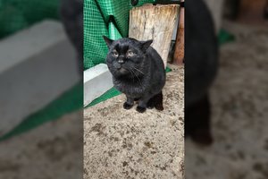 Po šeimininko mirties be namų likęs liūdno snukučio katinėlis šaukiasi pagalbos