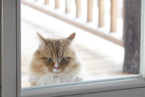 Kokį šaltį gali atlaikyti katė? Paaiškino, kada augintinės geriau neleisti į lauką