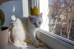 4 požymiai, kad jūsų namuose – naujas valdovas