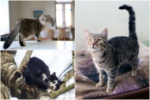 Katės uodega kalba pati už save – štai ką išduoda jos padėtys