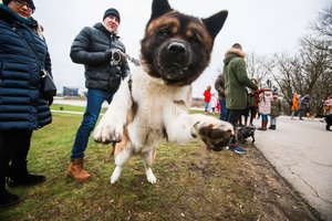 Kaip atpratinti šunį šokinėti ant svečių – ekspertė siūlo išbandyti šį metodą