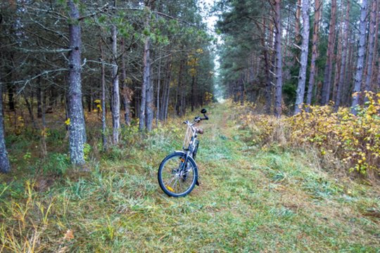 Nuo sausio atšaukiama stichinė nelaimė dėl žievėgraužio tipografo
