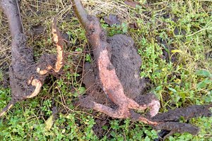 Užsukite į savo sodą: kad netektų pirkti naujų vaismedžių, dabar atlikite keletą darbų 