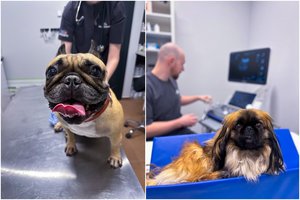 Vyresnio amžiaus šunų TOP 6 ligos: svarbiausi pavojai ir profilaktika